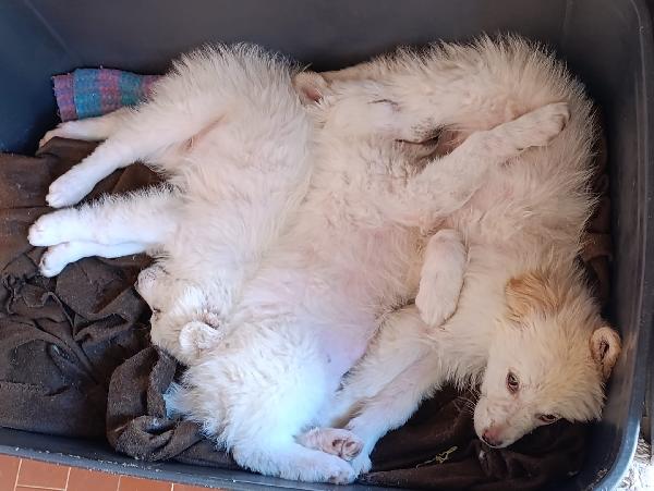 Sorelline Adorabili In Adozione